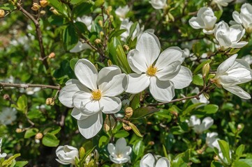 Obraz premium Detailed view of white Star Magnolia flowers against a natural backdrop