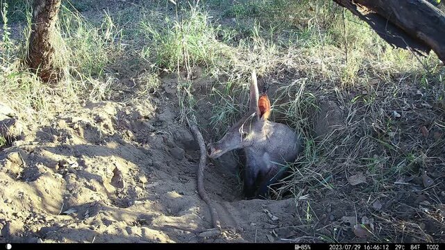 Aardvark, Orycteropus afer, emerging from a burrow at sunset.