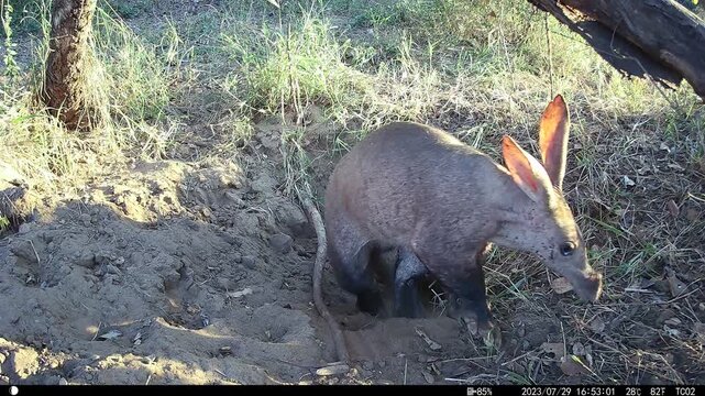 Aardvark, Orycteropus afer, emerging from a burrow at sunset.
