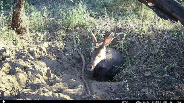 Aardvark, Orycteropus afer, emerging from a burrow at sunset.
