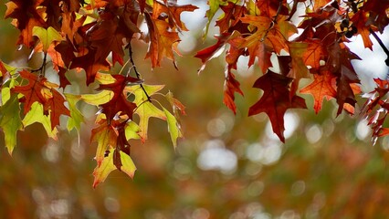 Colorful Autumn Leaves on Trees Lit by Sunlight — Vibrant Fall Foliage