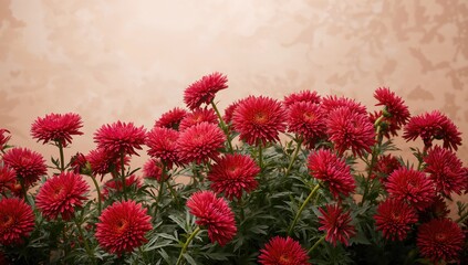 Numerous vibrant red chrysanthemums blossoming