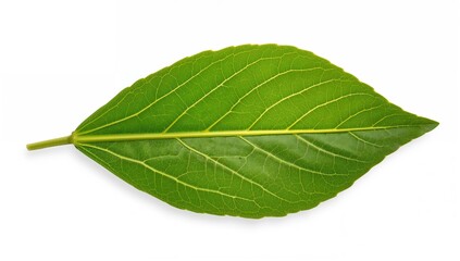 Fototapeta premium Garden angelica (Angelica archangelica) plant, known for its herbal properties and potential benefits