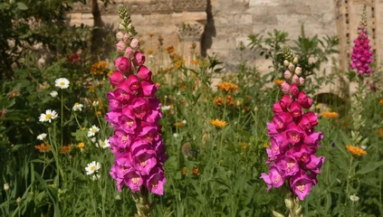 Tableau sur plexiglas Bouledogue Français Pink Snapdragon (Antirrhinum majus) Blooms  © AIArtistry