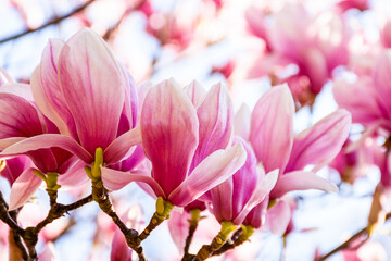 Fototapeta premium branch of showy magnolia soulangeana bloom in morning light. beautiful pink flowering of a saucer tree in the public garden. springtime floral background from uzhhorod ukraine on a sunny day