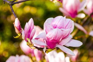 Obraz premium branch of showy magnolia soulangeana bloom in morning light. beautiful pink flowering of a saucer tree in the public garden. springtime floral background from uzhhorod ukraine on a sunny day