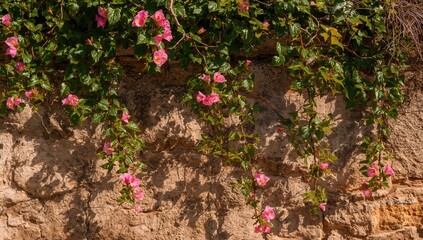 Bougainvillea vines that climb extensively, commonly utilized for covering fences, walls, and trellises.