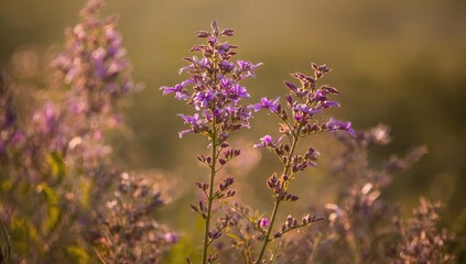 Obraz premium Lively purple blooms radiating freshness and natural charm