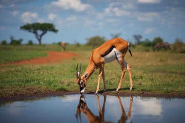 Wildlife scene with a gazelle drinking from a water source amidst green grass