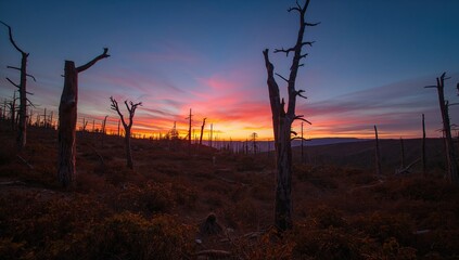 Sunset behind withered trees