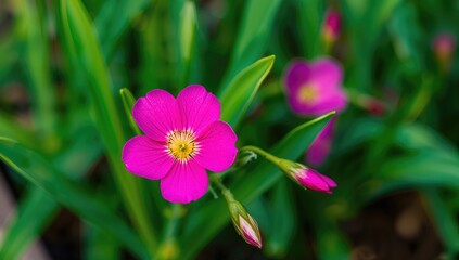 Vibrant spring blossoms and lush green foliage create a stunning natural scene