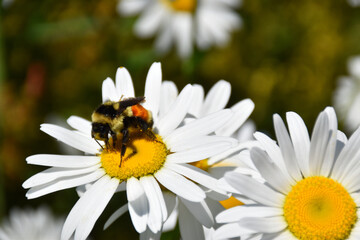 Daisies in a field, Sainte-Apolline, Québec, Canada