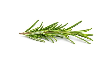 Fototapeta premium Fresh Rosemary Sprig Isolated on White Background