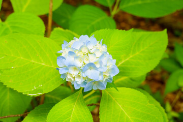初夏の緑に映える青いアジサイの花