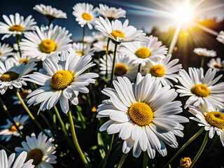 Fototapeta premium Blooming Chamomile Daisies Under Bright Sun Rays – Macro Flower Photography 4K