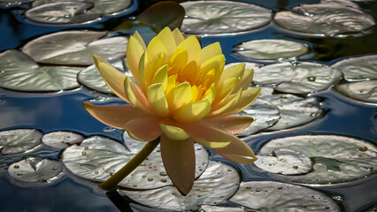 Beautiful yellow water lily blooms on serene pond surrounded by green leaves in bright sunlight