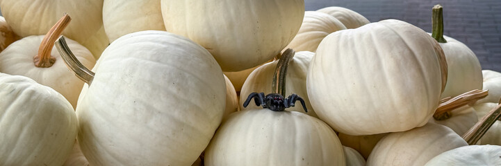 White pumpkins arranged artistically with a toy spider for Halloween decoration in a festive setting