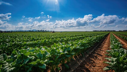 Rows of sugar beet plants cultivated in fields