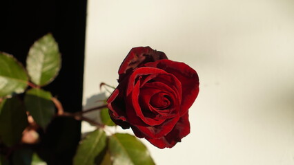 single red rose