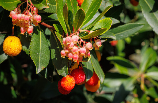 Fruiting Arbutus Unedo Tree with Red and Orange Berries