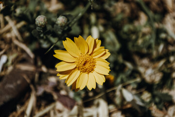 Close-up of a Bright Yellow Wildflower Blooming in Nature