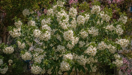 Macrocarpa Lagerstroemia Blossom from the Lythraceae Family, Floral Nature Scene with White Petals and Green Leaves in Spring and Summer