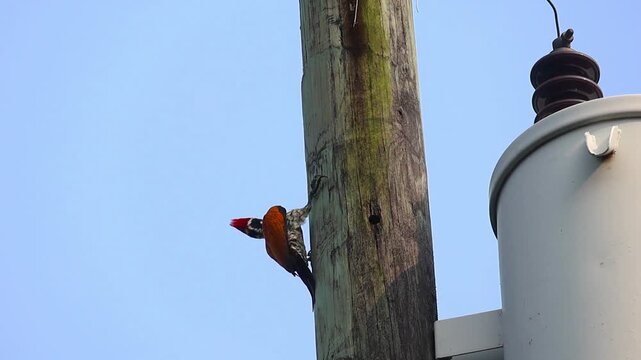Greater Flameback woodpecker (Chrysocolaptes guttacristatus), also known as the large golden-backed woodpecker, actively pecking a wooden utility pole against a bright blue sky.