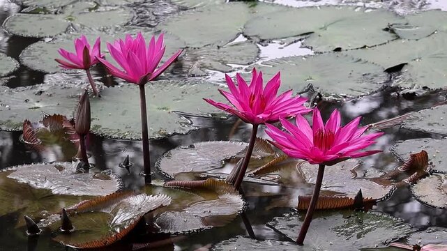 Close-up of Vibrant Pink Water Lily Flowers (Shapla) Blooming in a Village Pond in rural Bangladesh. Beautiful aquatic plants and rich green leaves floating on the water surface.