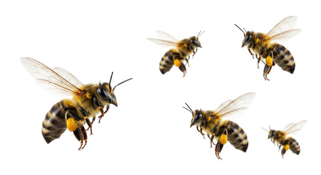 Five bees flying transparent background cutout png