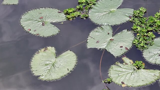 Peaceful floating water lily pads and green water hyacinths drift on a calm village pond in Bangladesh, capturing the serene beauty of rural life and nature's tranquility.