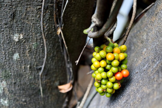 Old fruits of Yanang or Bai yanang on bunch beside trunk another tree in Thailand. Scientific name Tiliacora triandra (Colebr.) Diels.