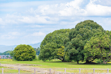 青空の下に広がる緑豊かな草原と並ぶ大きな木々の風景