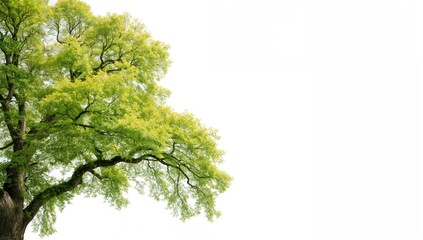 Obraz premium Isolated maple leaf against a plain white backdrop, space for text