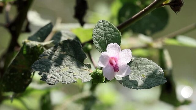 Close-up of Caesarweed flower (Urena lobata) blooming on a sunny rural roadside in Bangladesh. Also known as Congo jute, bur mallow, or Hibiscus bur.