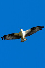 wild birds