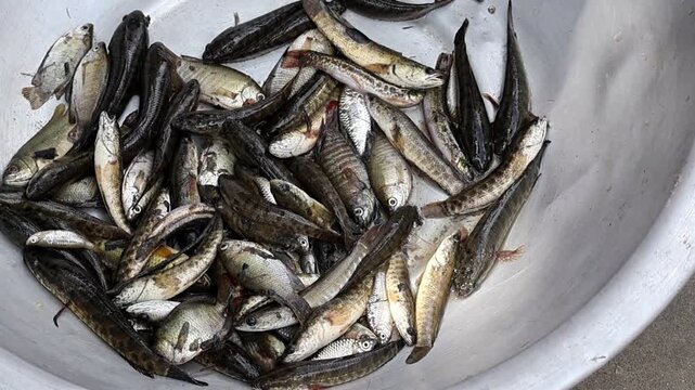 Close-up of Freshly Caught Small Fish from Village Pond in Bangladesh, Including Pool Barb (Puntius sophore), Spotted Snakehead, and Koi Carp.