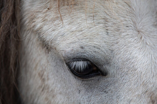 Close up of a white horse's eye, shallow depth of field