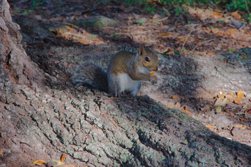 Squirrel Eating Snack On A Large Tree Root In A Quiet Forest Setting. Curious squirrel sits on a rough tree root, nibbling a small snack in a sunlit forest floor. A natural, peaceful wildlife moment h