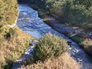 A river with a tree growing out of it. The water is clear and the tree is green