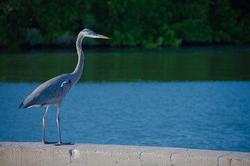 Grey Heron Standing On Concrete Barrier by Quiet Blue Lake With Lush Green Trees in Florida. Solitary grey heron perches on a weathered concrete ledge beside a calm blue lake, framed by dense green fo
