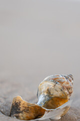 A spiral seashell rests on soft sand under warm natural light. Its glossy surface glows against the blurred background.