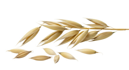 Oat spike with grains transparent background cutout png