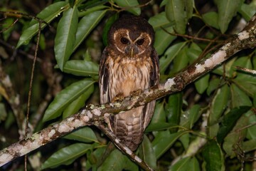 Mottled owl - Strix virgata 