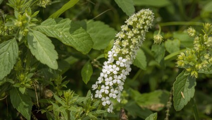 Fototapeta premium Blooming oregano in summer with leaves and stems, abundant in essential oils, exhibiting powerful antiseptic, antispasmodic, carminative, and choleretic properties