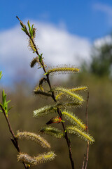 Willow blossoms bloom vibrantly in spring under clear blue skies and soft clouds in a lush natural setting