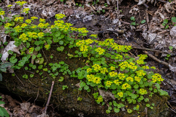 Chrysosplenium alternifolium growing vibrantly on a shaded log near a stream in springtime