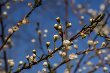 Blossoming Prunus cerasifera showcases delicate white flowers under a bright blue sky in early spring