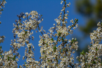 Spring flowering of Prunus cerasifera in full bloom against a clear blue sky brings vibrant beauty to nature