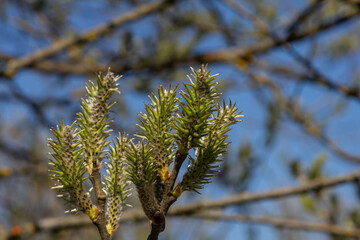 Spring unveils delicate willow blossoms showcasing new life against a clear blue sky in a serene natural setting
