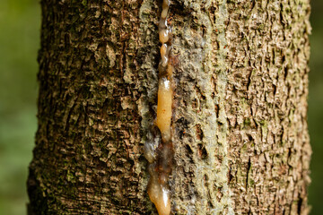 Close-Up of oozing sap or resin on a tree trunk in a forest. Macro shot, no people